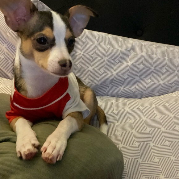 Meet your Posher, Benjamin - Picture 1 of 1